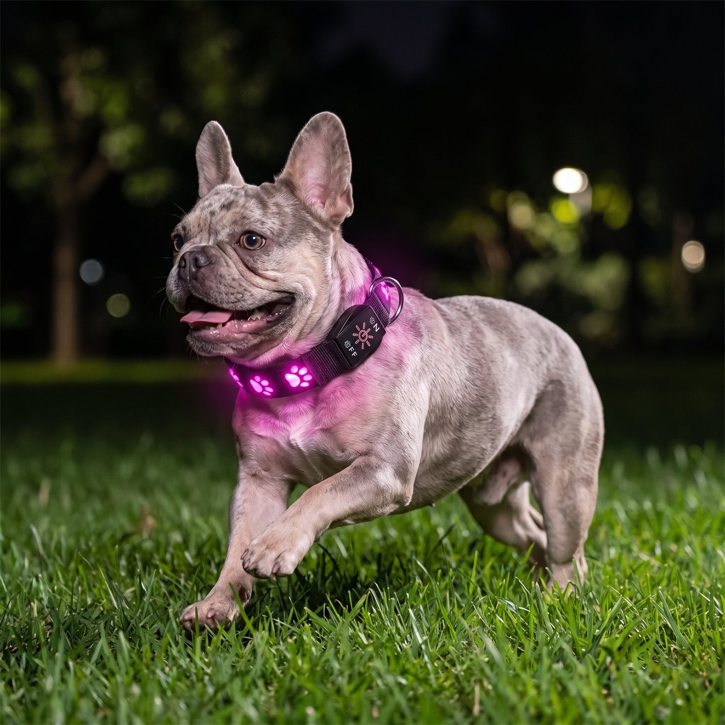 NightGlow LED Collar