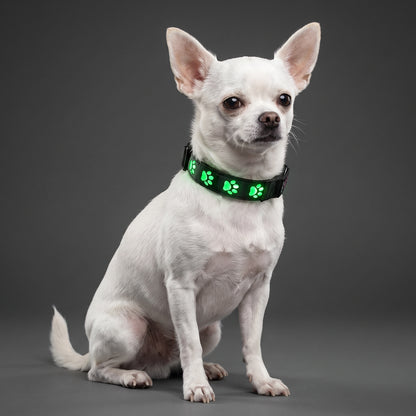 NightGlow LED Collar