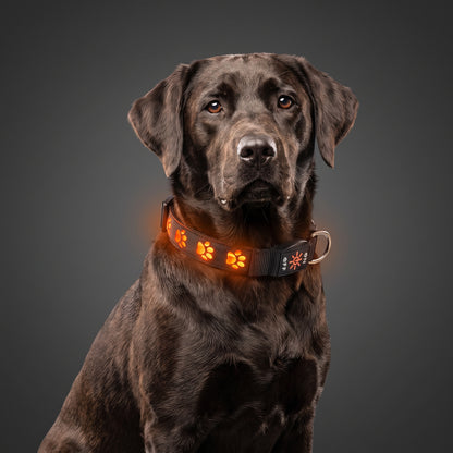 NightGlow LED Collar