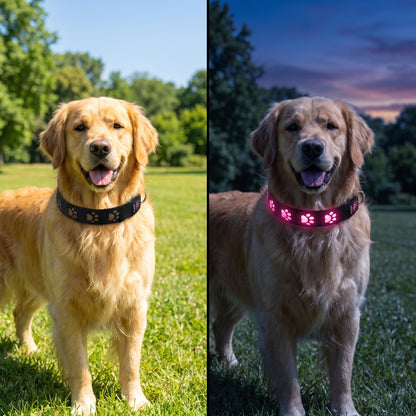 NightGlow LED Collar